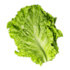 lettuce.png